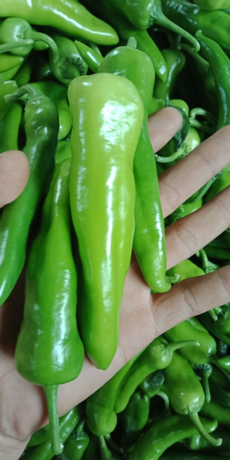 鲜辣椒
