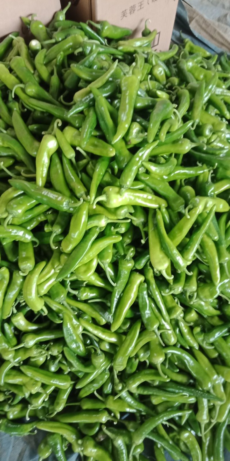 鲜辣椒