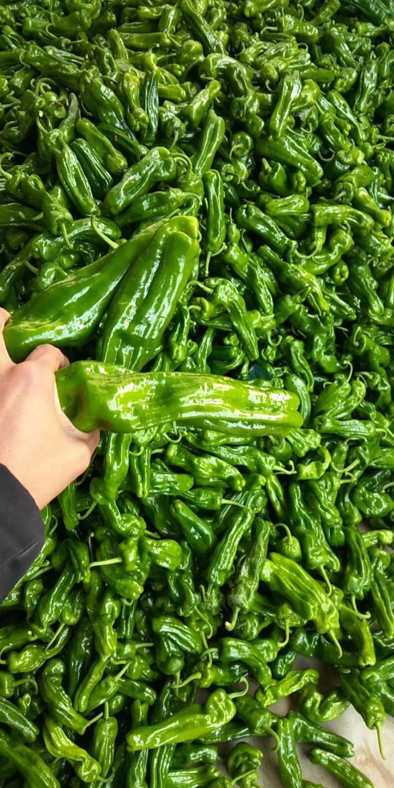 鲜辣椒