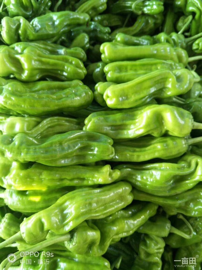 鲜辣椒