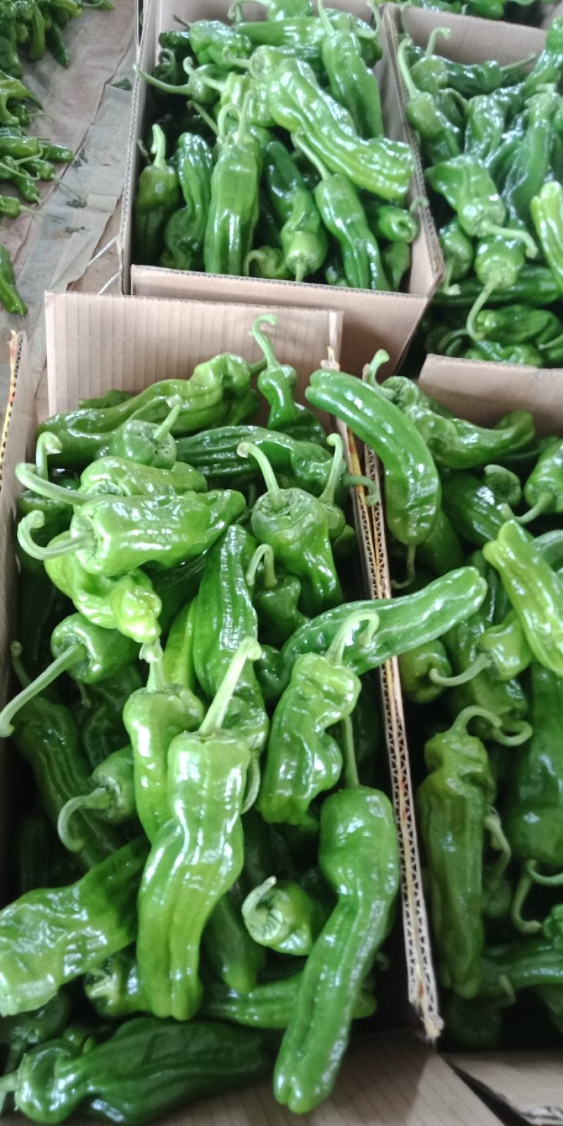 鲜辣椒