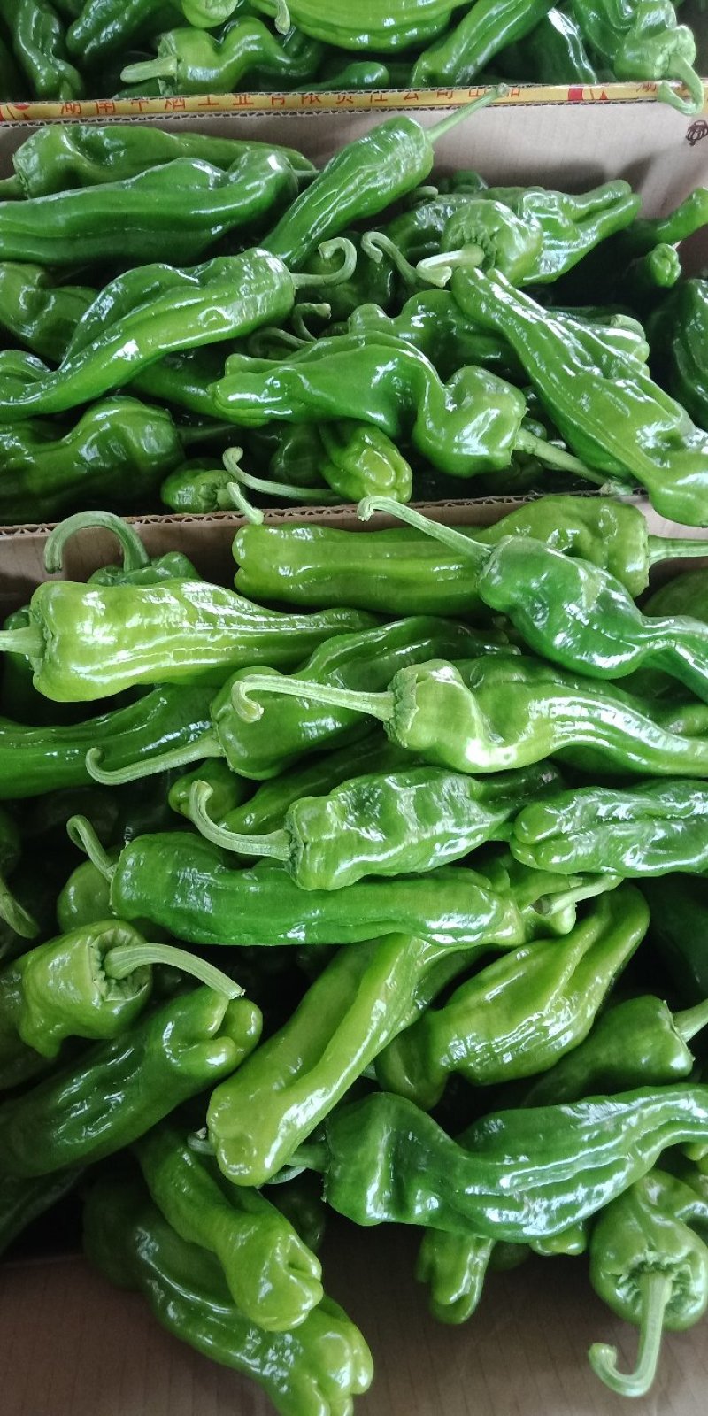 鲜辣椒