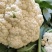 【精品】松花，青梗白面，质量好质量保证协助调车