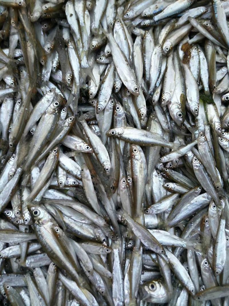 白条饲料鱼规格4-8公分