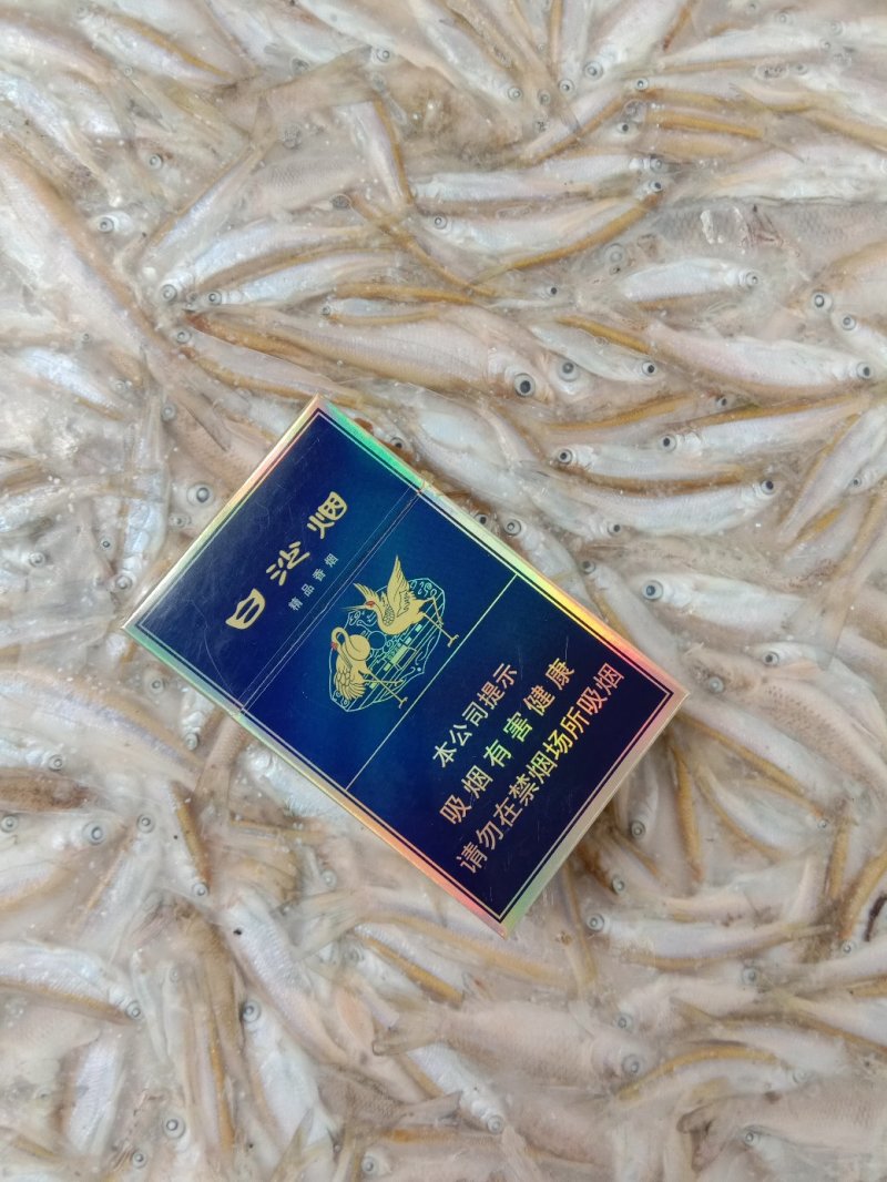 白条饲料鱼规格4-8公分