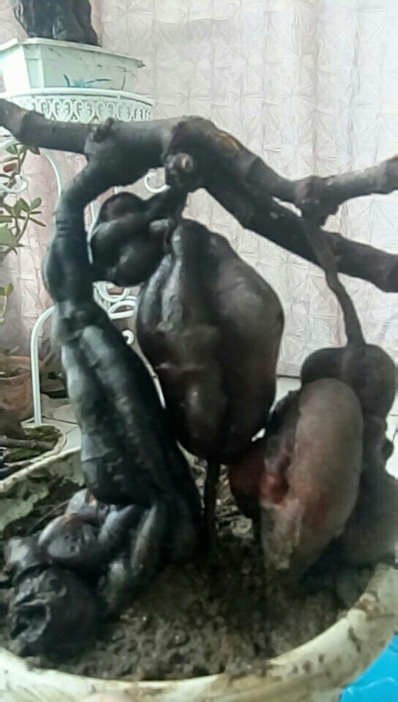 野生何首乌盆栽毛盆
