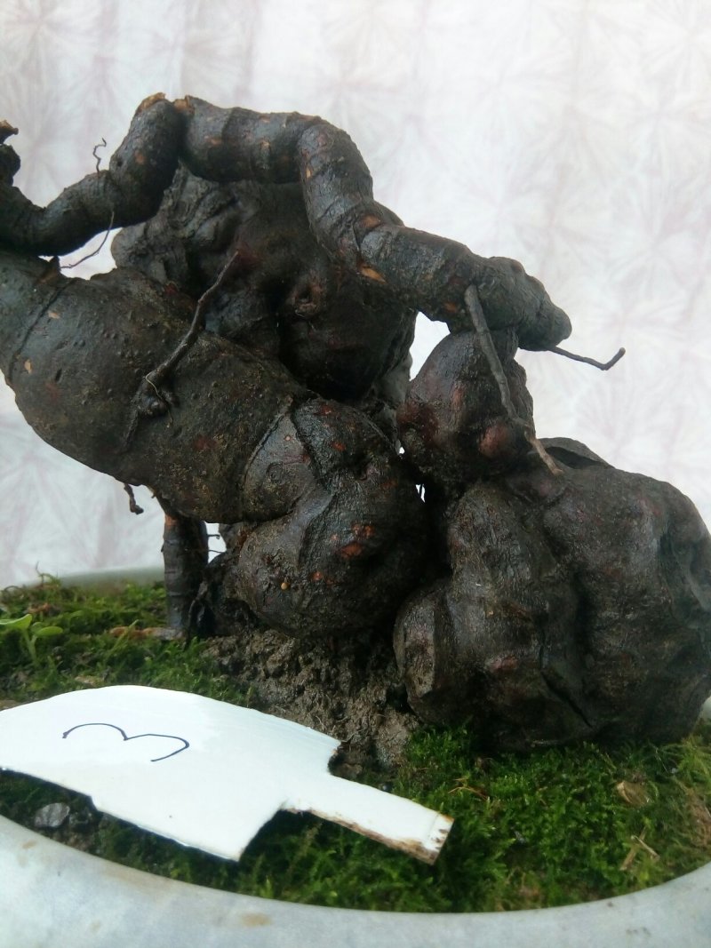 野生何首乌盆栽毛盆