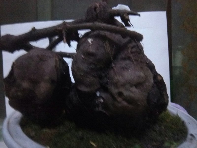 野生何首乌盆栽毛盆
