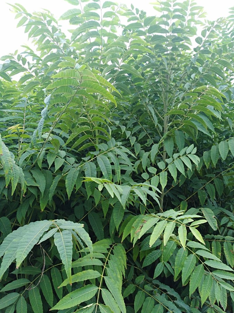 泰山红油香椿树苗正在热销中