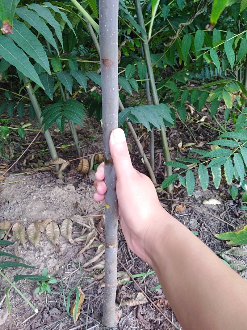 泰山红油香椿树苗正在热销中