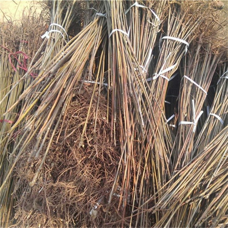 泰山红油香椿树苗正在热销中