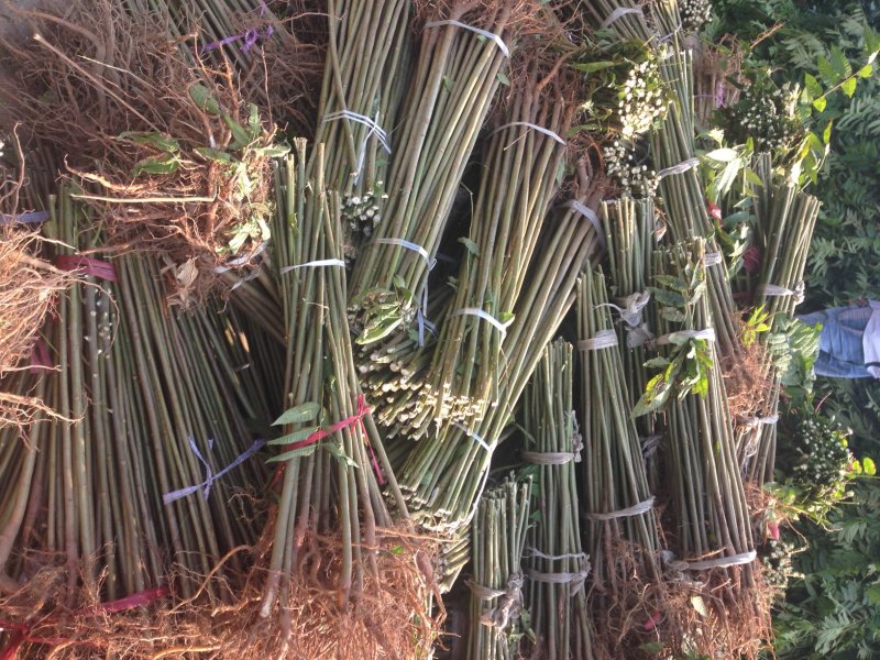 泰山红油香椿树苗正在热销中