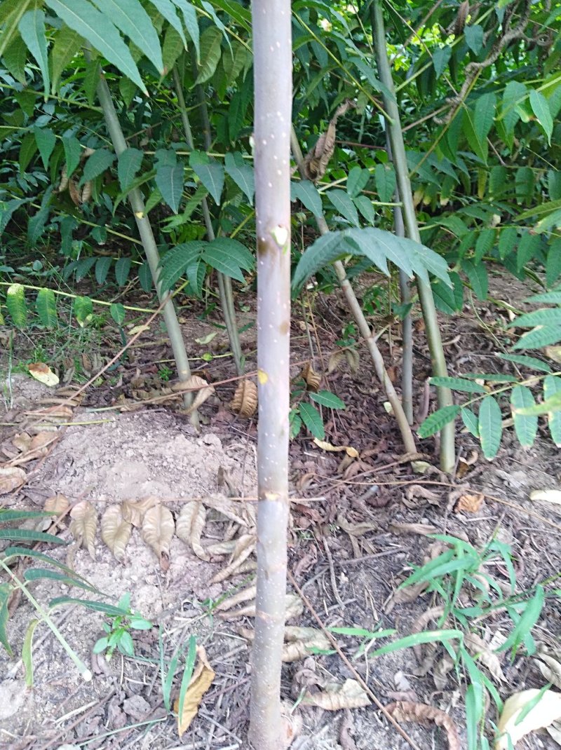 泰山红油香椿树苗正在热销中