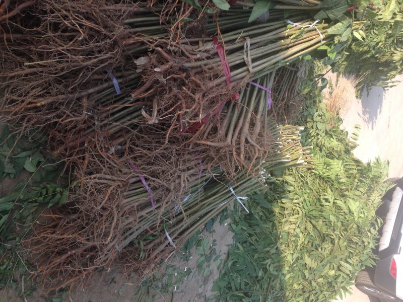 泰山红油香椿树苗正在热销中