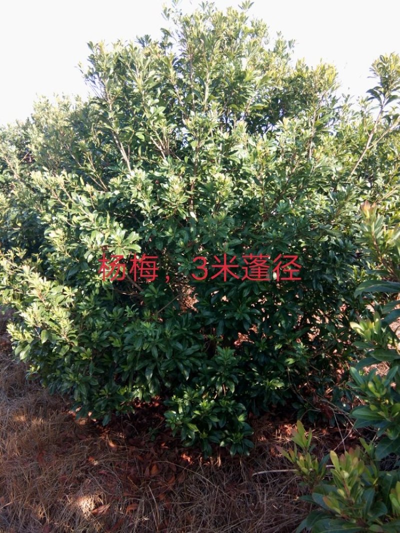 杨梅树，质量上乘，诚信经营，大小蓬经，各种杨梅