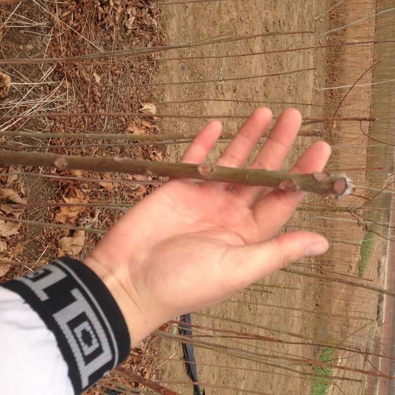 大量批发泰山红油香椿树苗大棚香椿苗