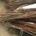 大量批发泰山红油香椿树苗大棚香椿苗