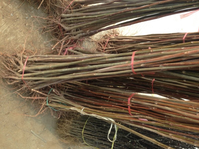 大量批发泰山红油香椿树苗大棚香椿苗