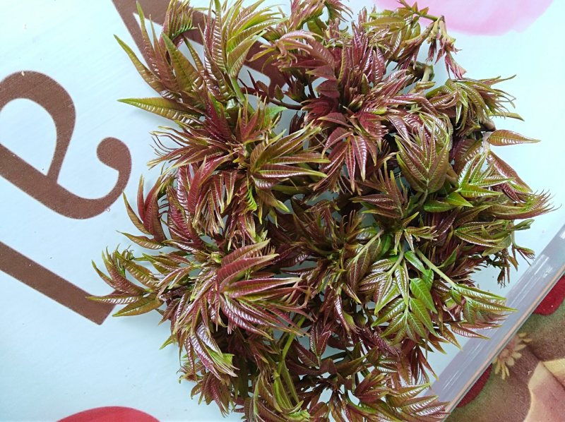 大量批发泰山红油香椿树苗大棚香椿苗