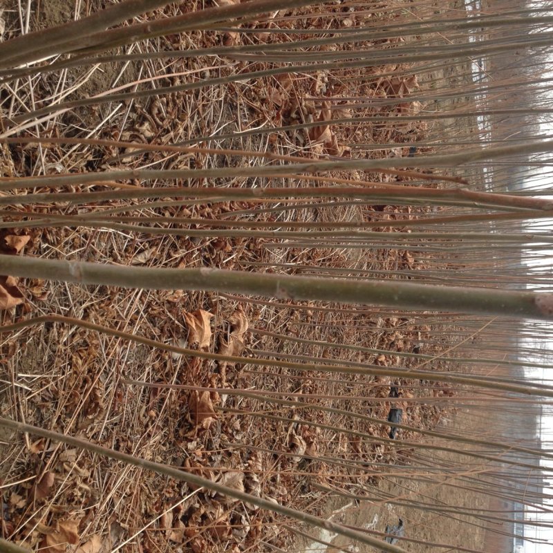 大量批发泰山红油香椿树苗大棚香椿苗