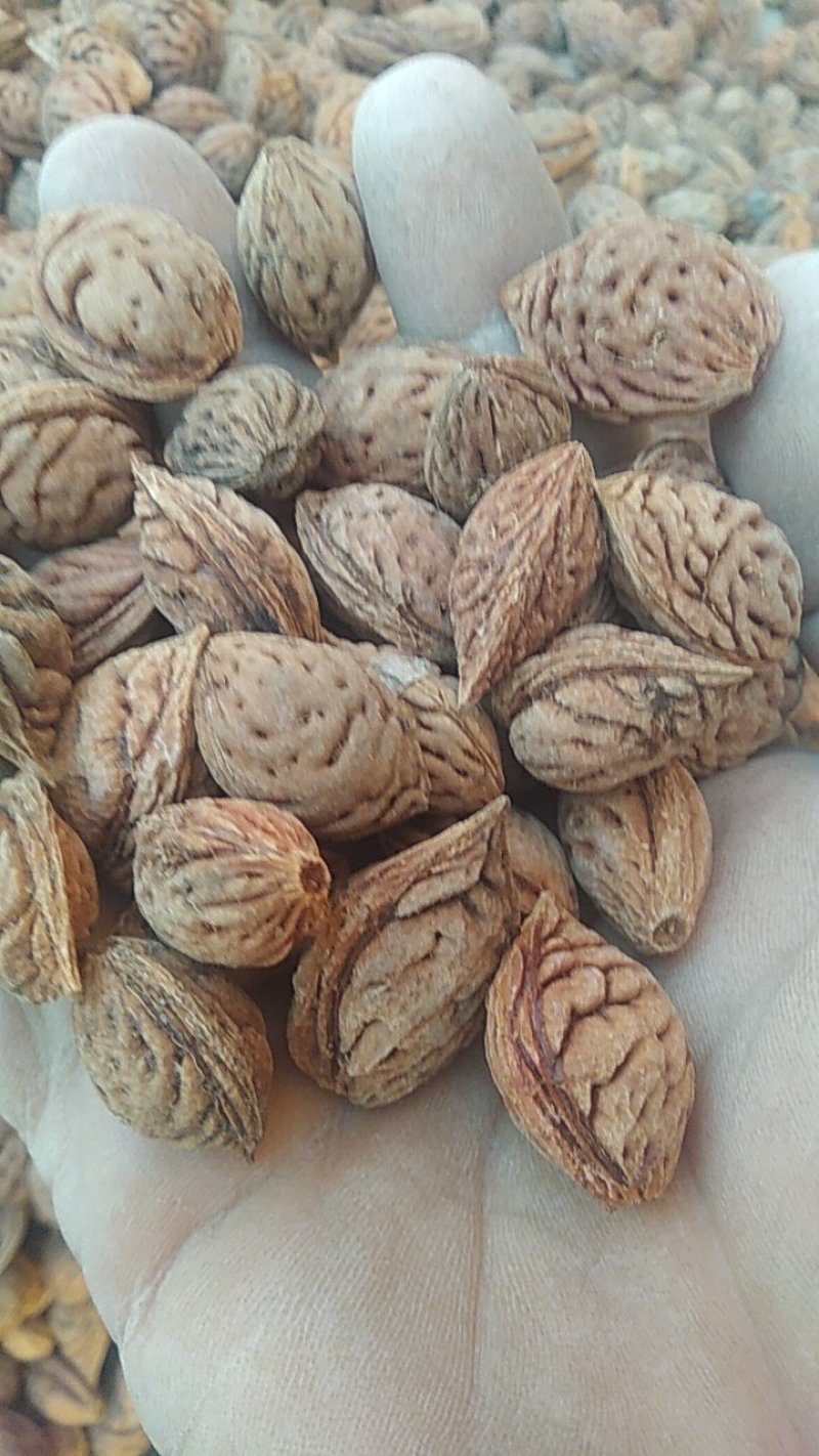 毛桃树种子