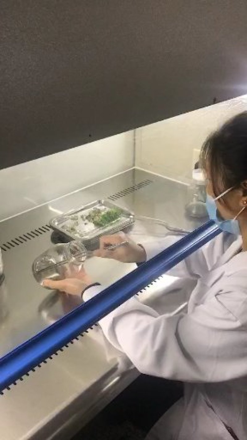 紫花三叉大白芨