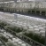 紫花三叉大白芨