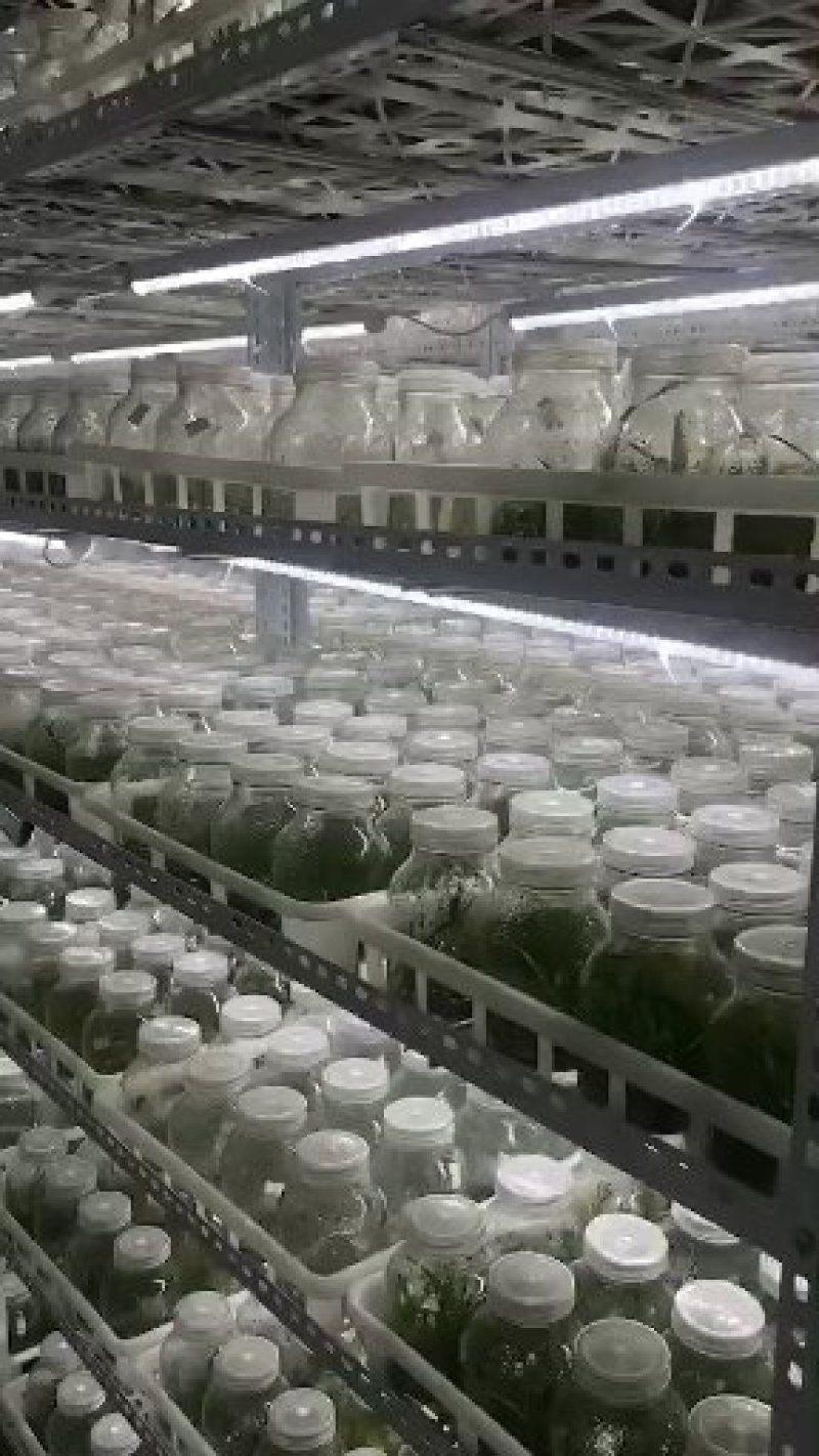 紫花三叉大白芨