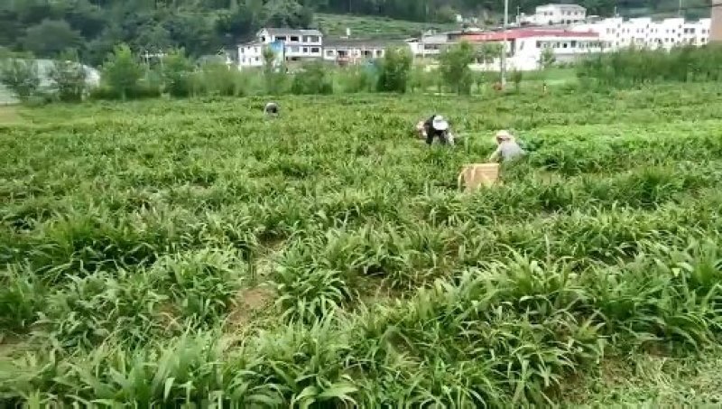 紫花三叉大白芨