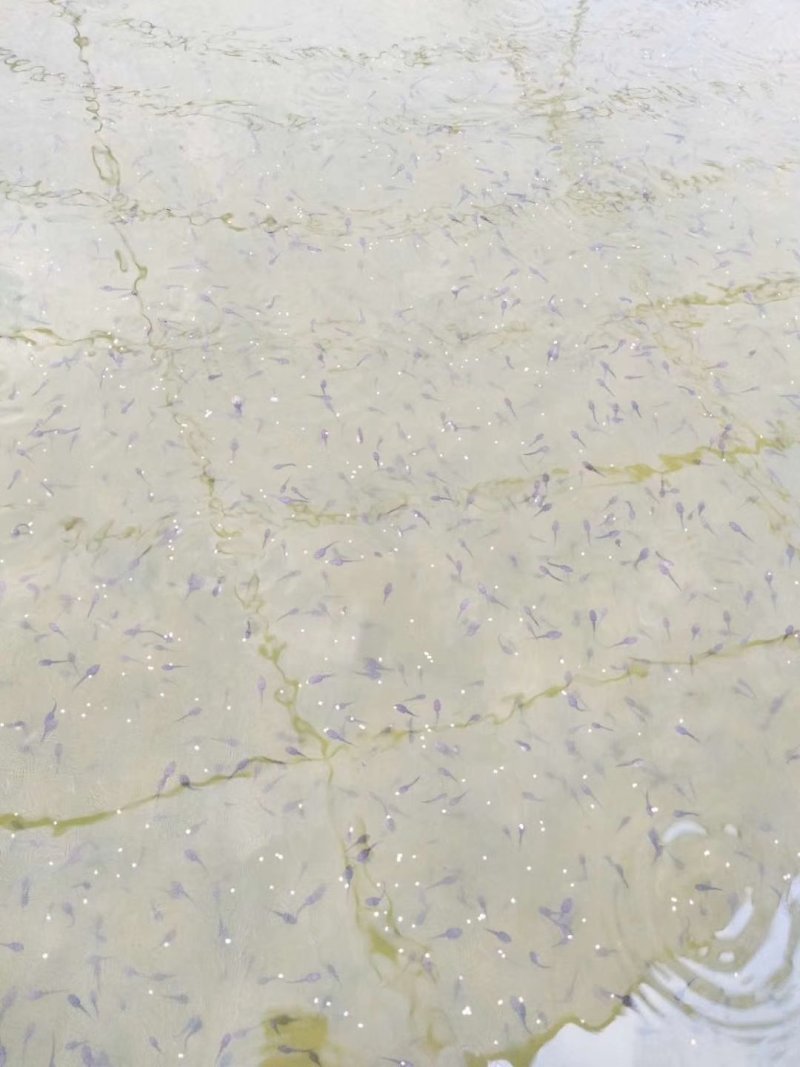 青蛙苗，蝌蚪