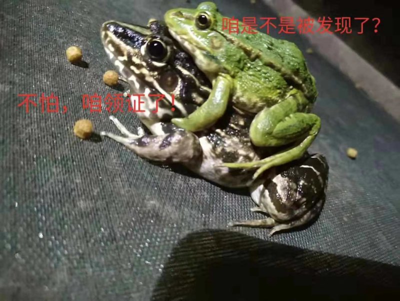 青蛙苗，蝌蚪