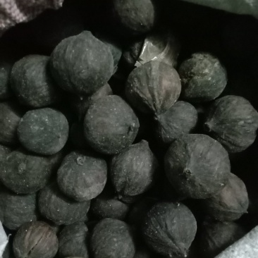 干桐籽果