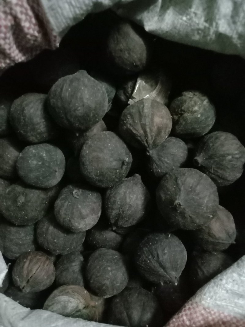 干桐籽果