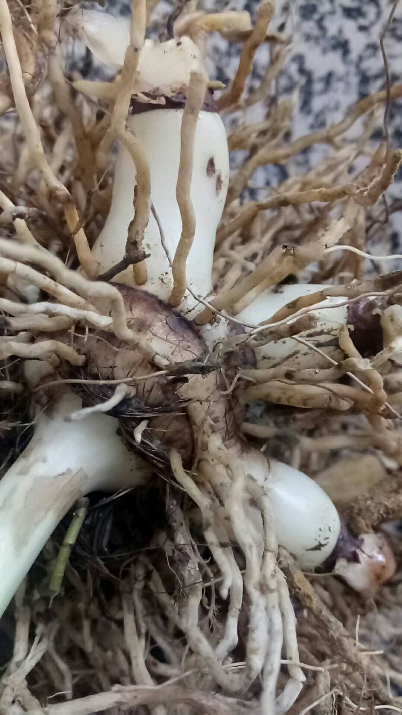 紫花三叉大白芨