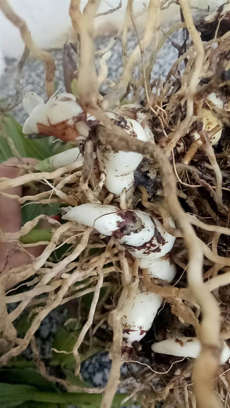 紫花三叉大白芨