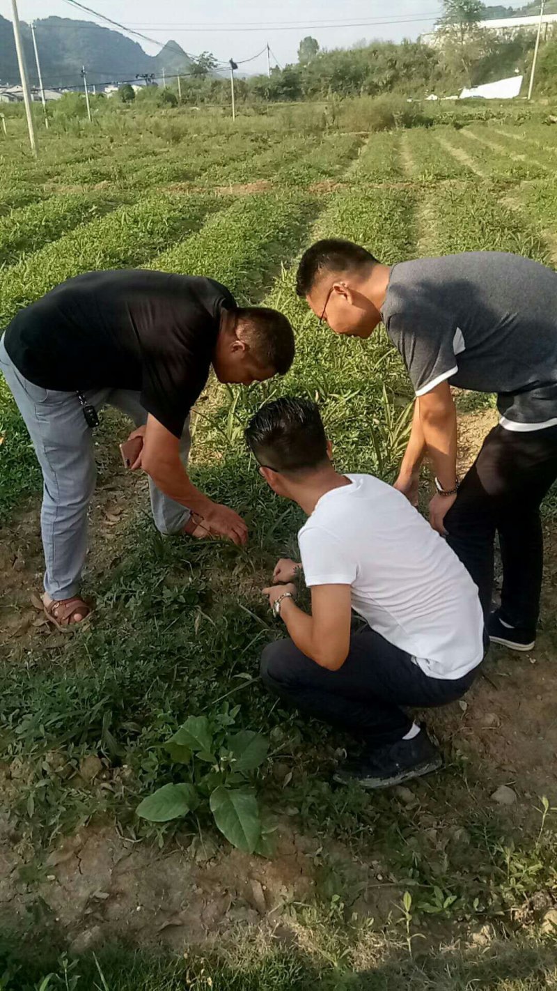 紫花三叉大白芨