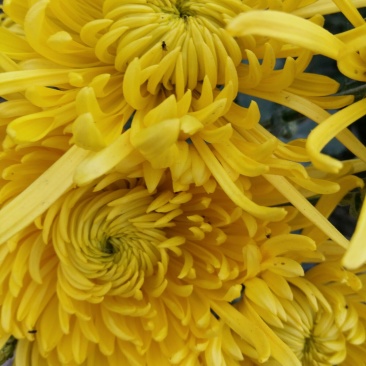 金丝皇菊