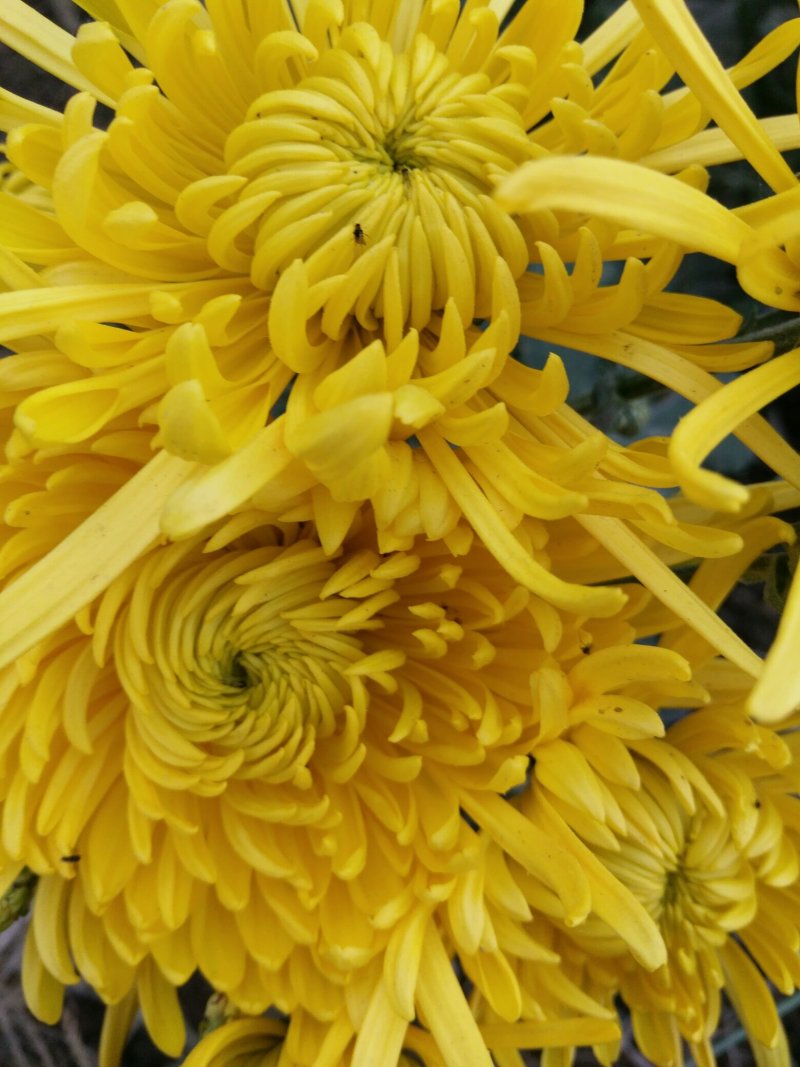 金丝皇菊