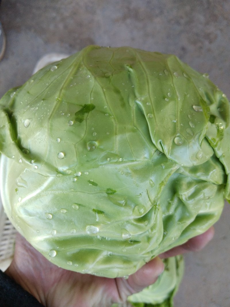 甘蓝精品