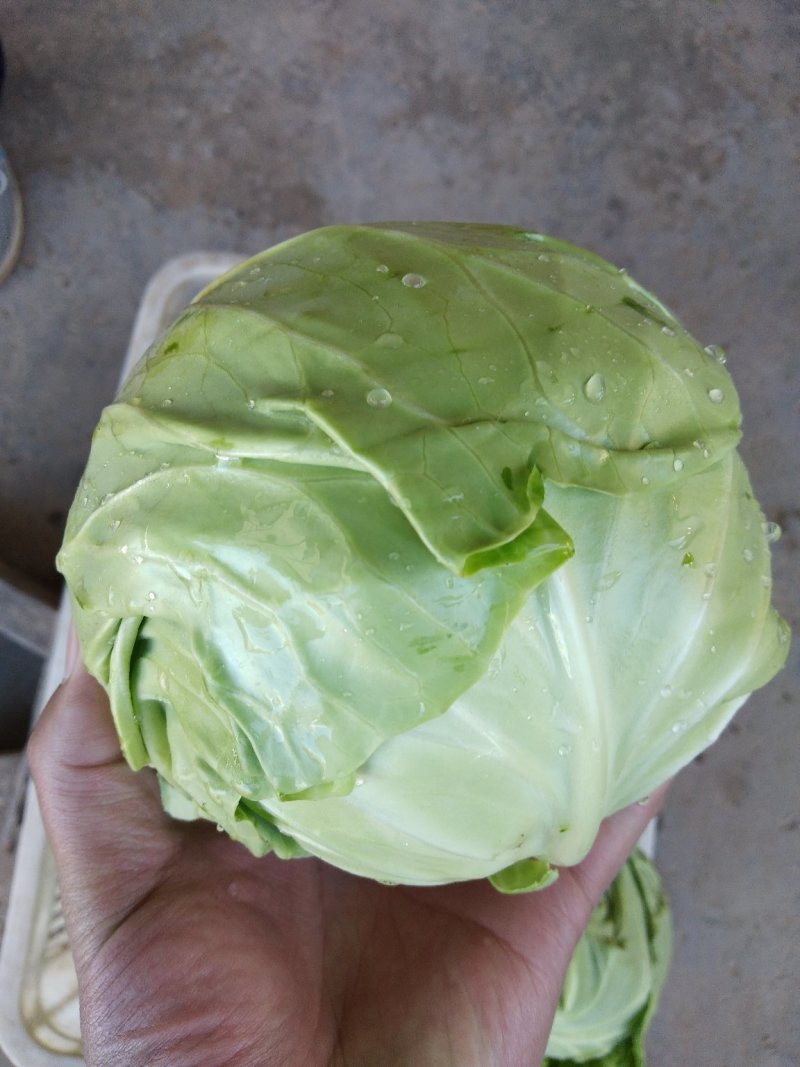 甘蓝精品