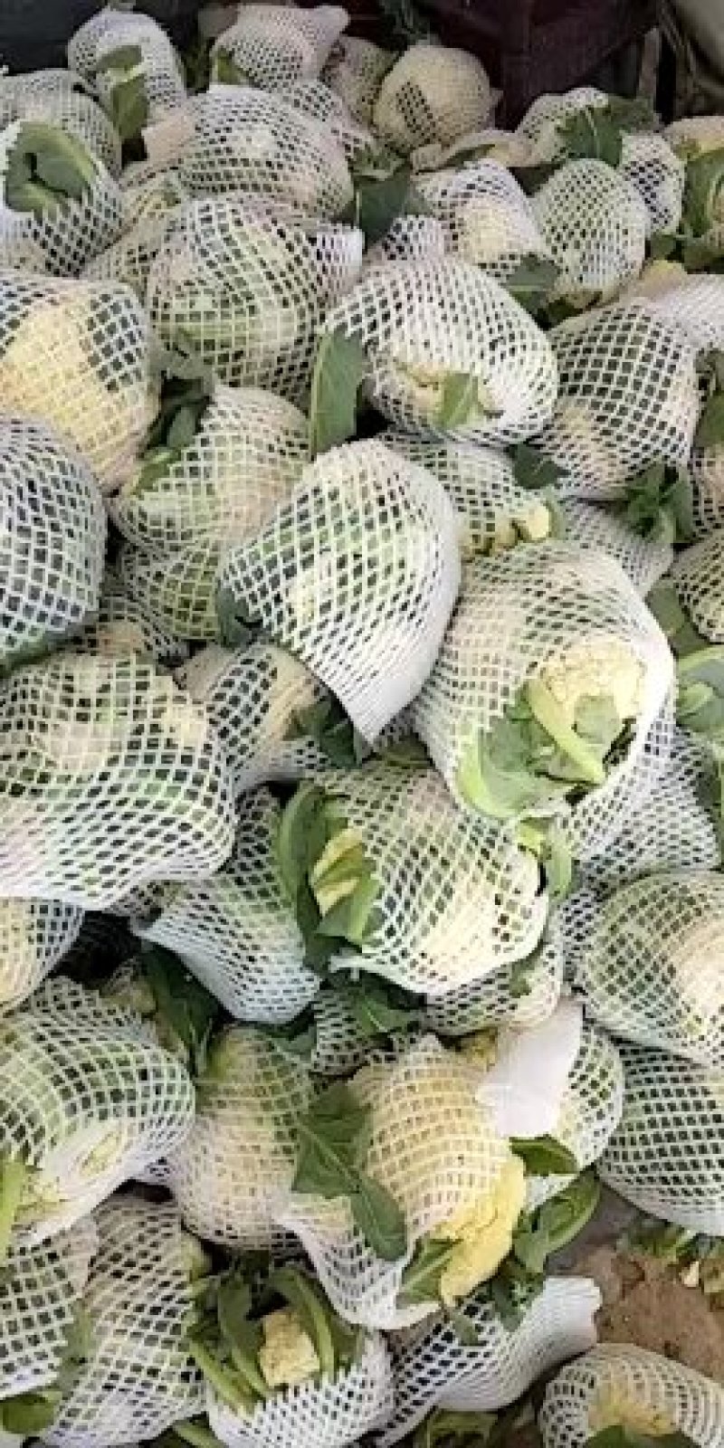 精品菜花