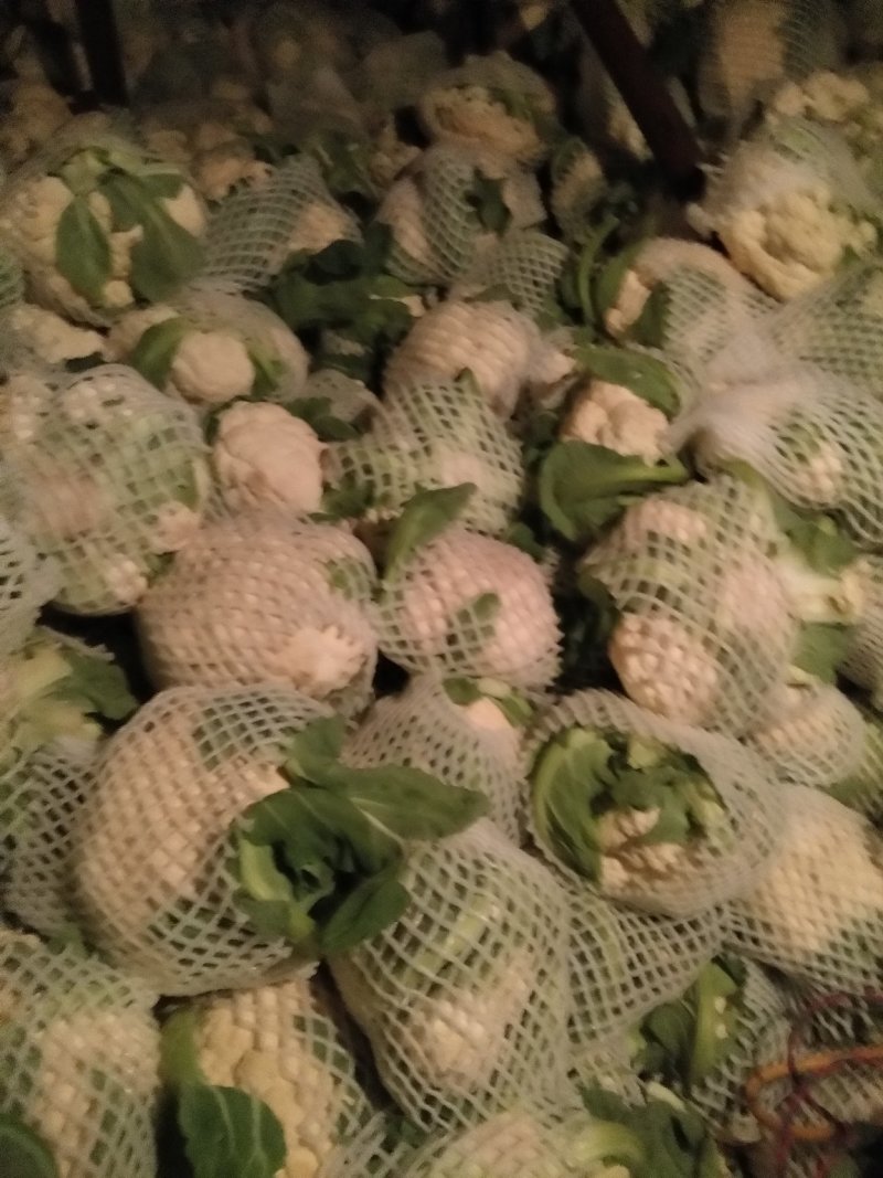 精品菜花