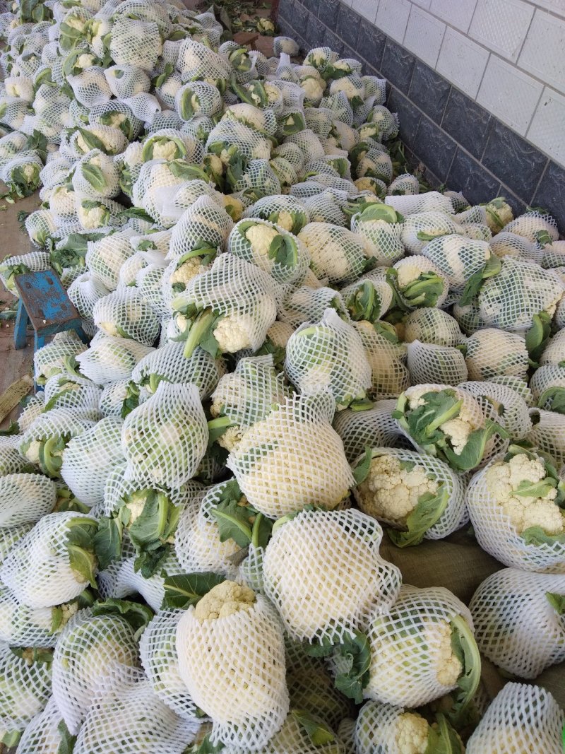 精品菜花
