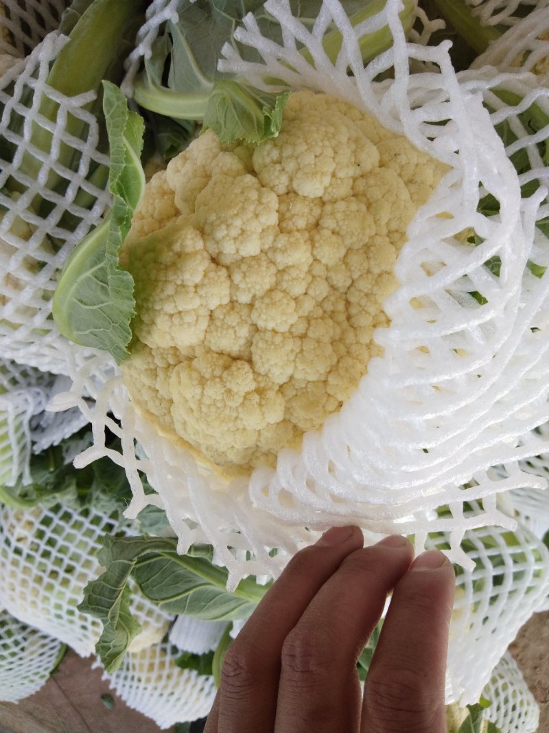 精品，小菜花