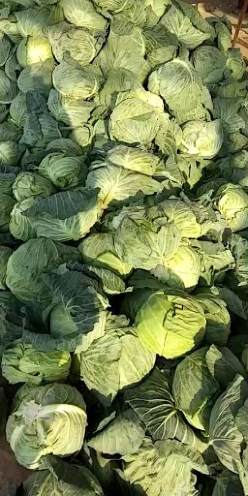 扁包菜精品