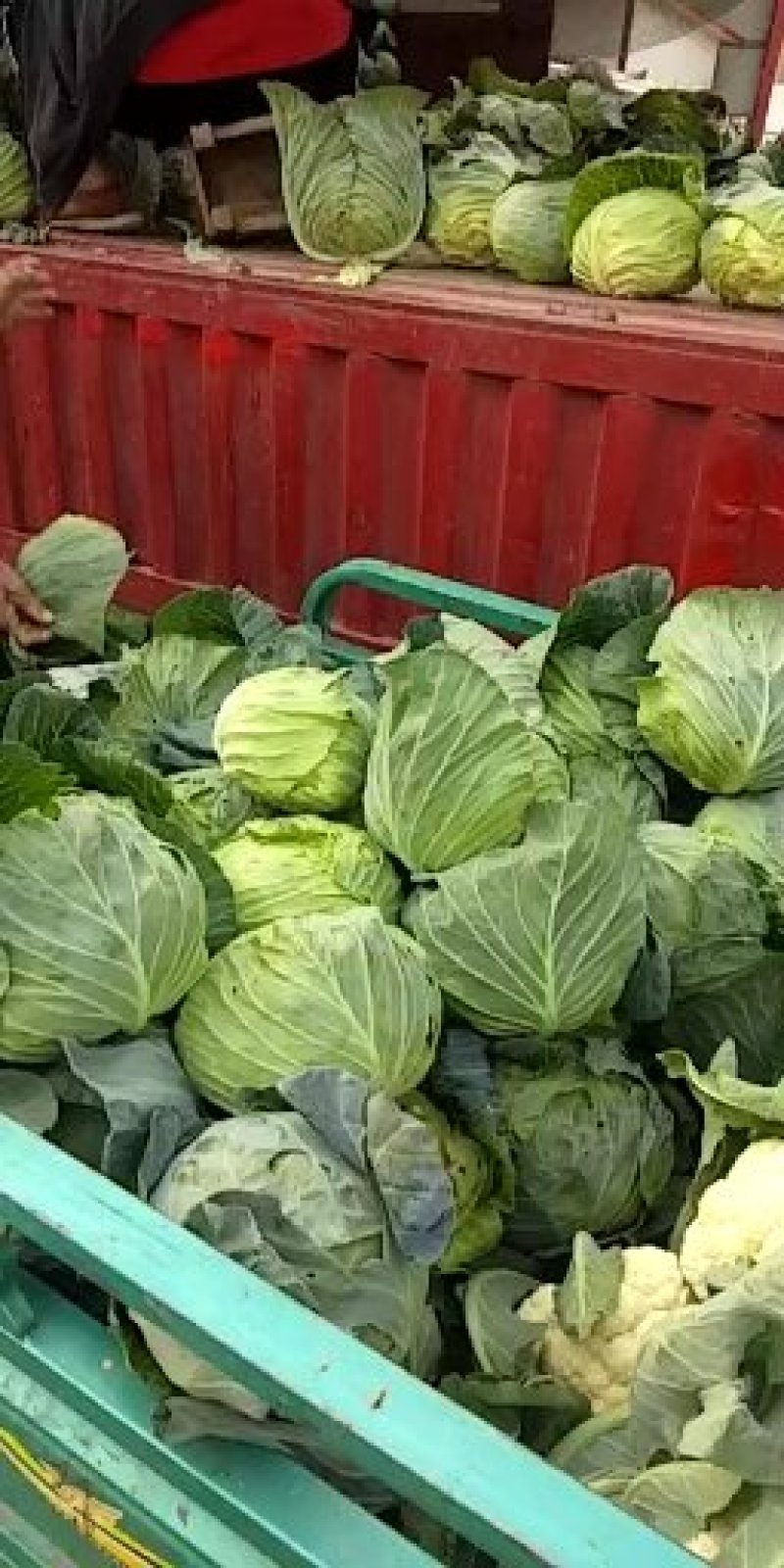 扁包菜精品
