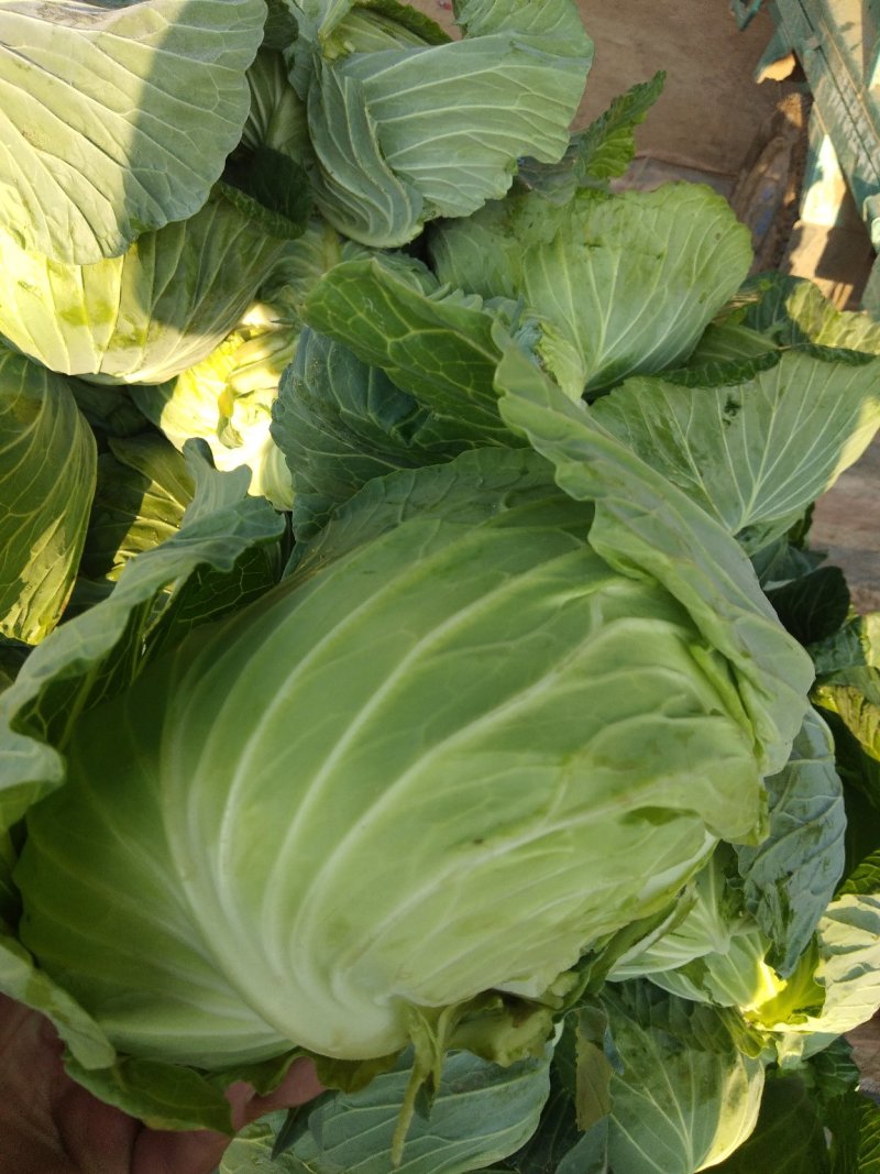 扁包菜精品