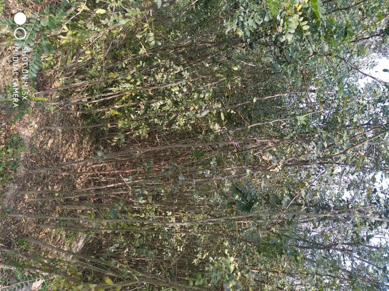 皂角树，高度两米皂角树苗