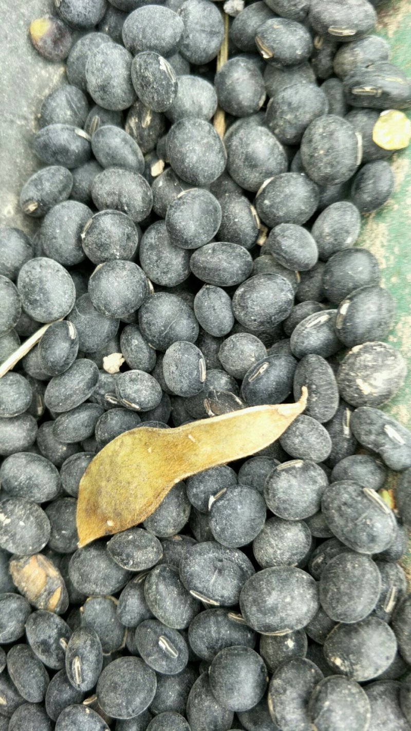 青仁黑豆
