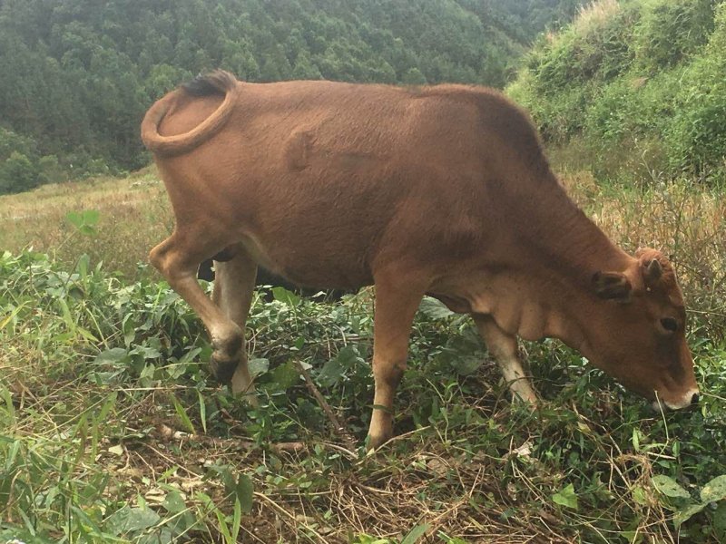 润发正宗放养黄牛